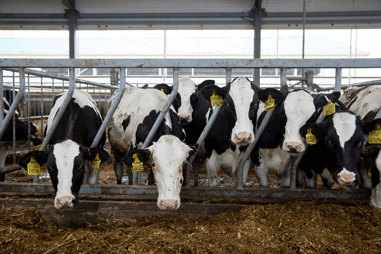 Растениеводство и молочное животноводство