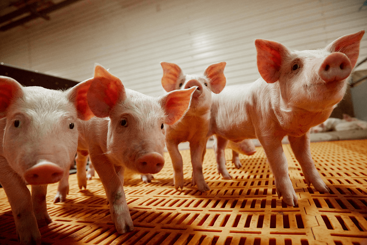 Свиноводство